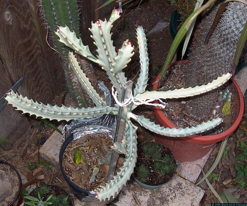 Молочай цереусовидный (Euphorbia cereiformis)
