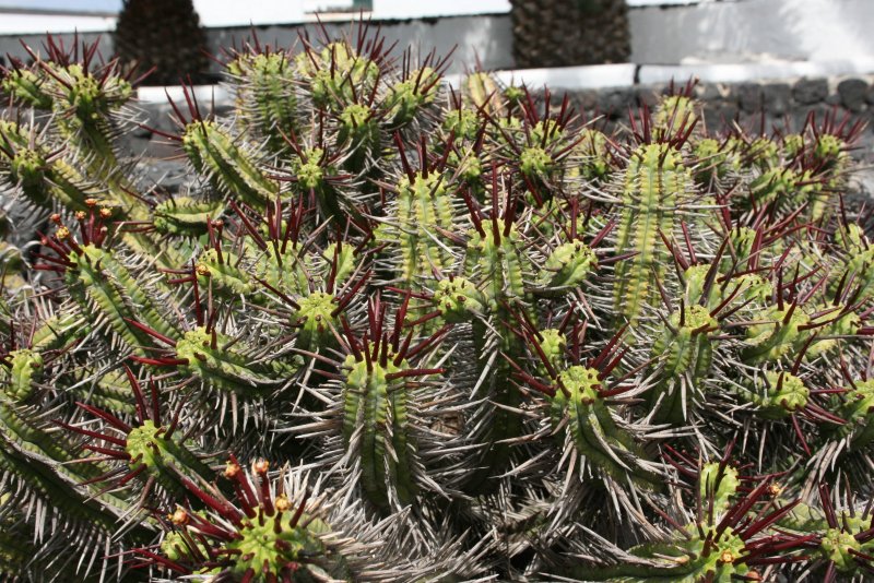 Euphorbia enopla