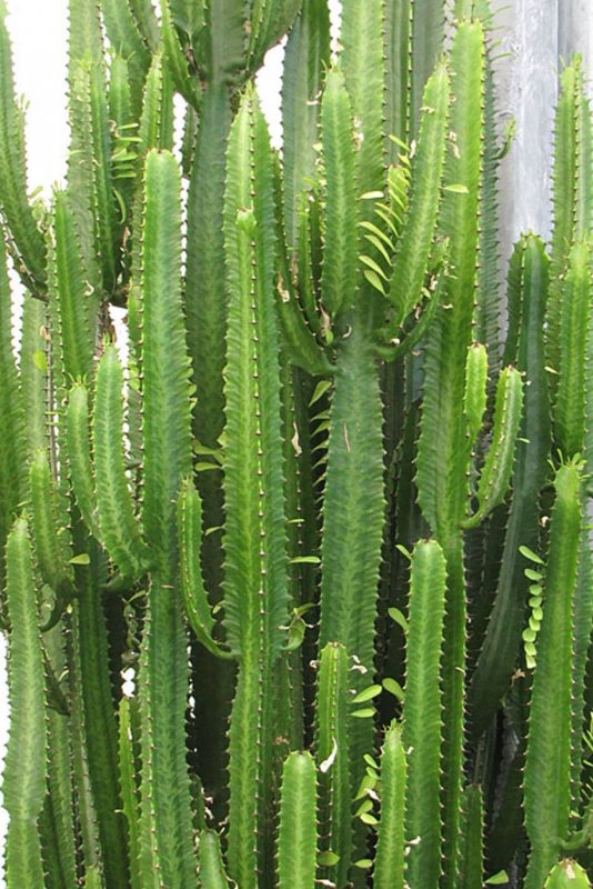 Euphorbia canariensis