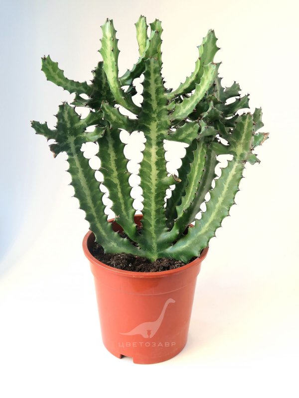Euphorbia Lactea Dragon