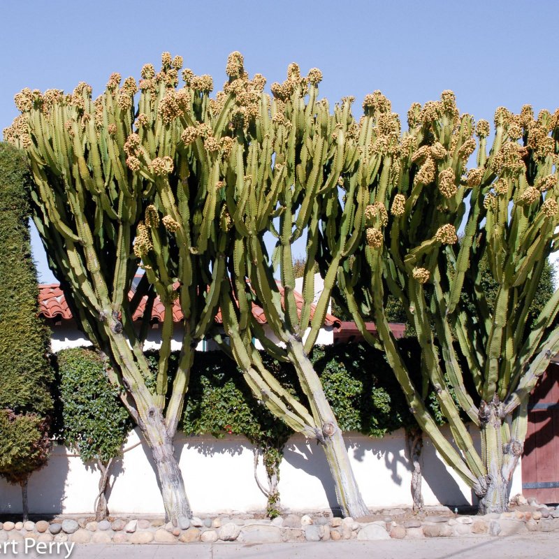 Euphorbia ingens candelabra Tree