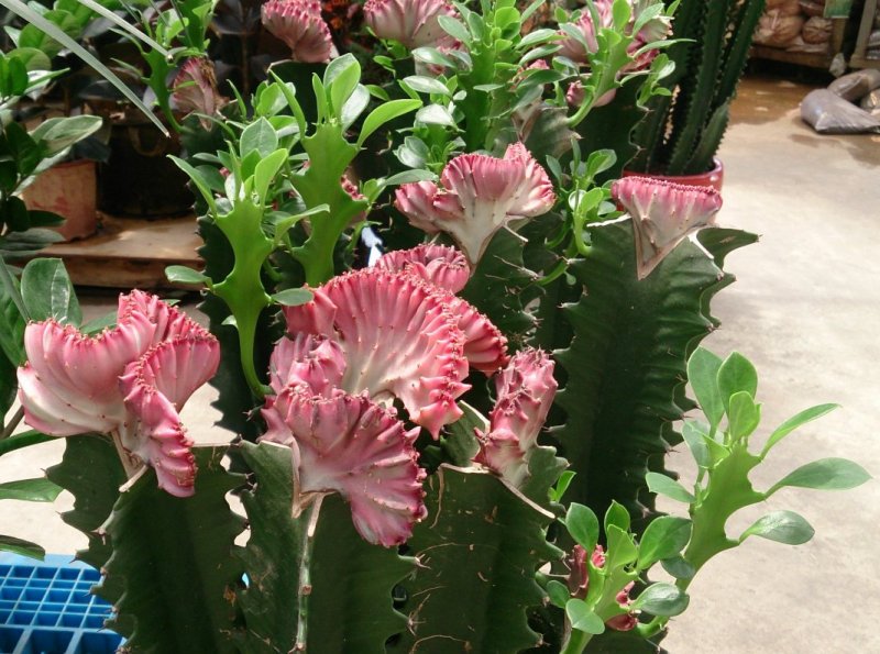 Эуфорбия Lactea cristata