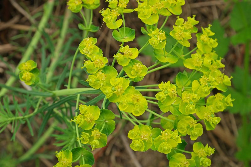 Euphorbia cyparissias
