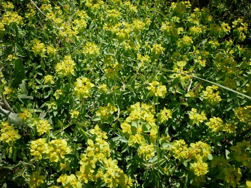 Euphorbia aggregata цветение