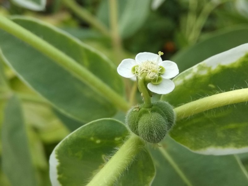 Euphorbia helioscopia молочай солнцегляд
