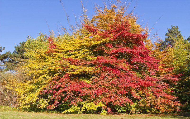 Парротия Персидская (Parrotia persica)
