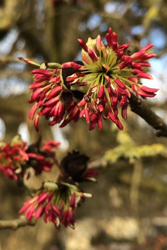 Парротия Персидская (Parrotia persica)