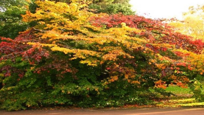 Parrotia persica