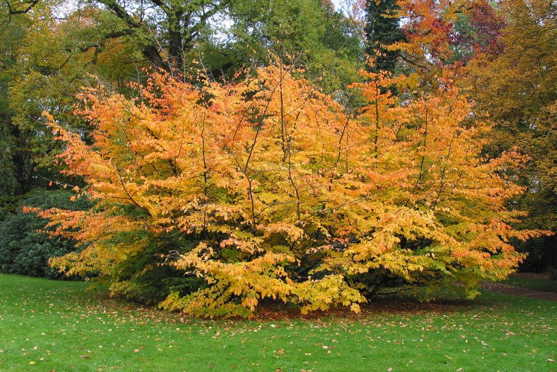 Парротия Персидская (Parrotia persica)