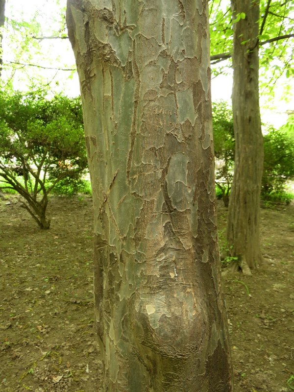 Parrotia persica Vanessa