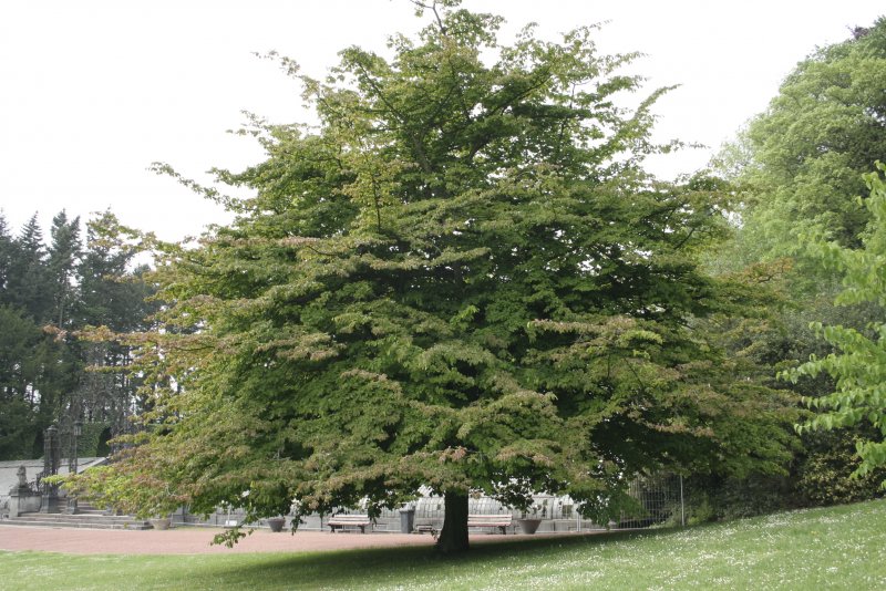 Парротия Персидская (Parrotia persica)