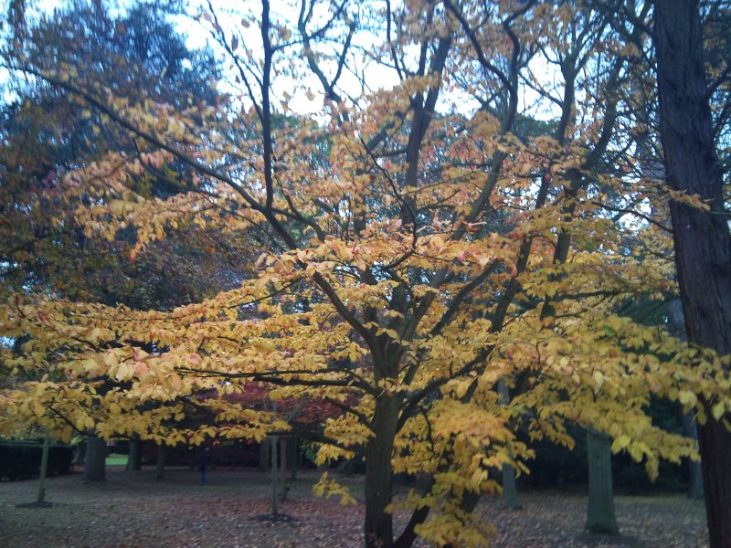 Parrotia persica