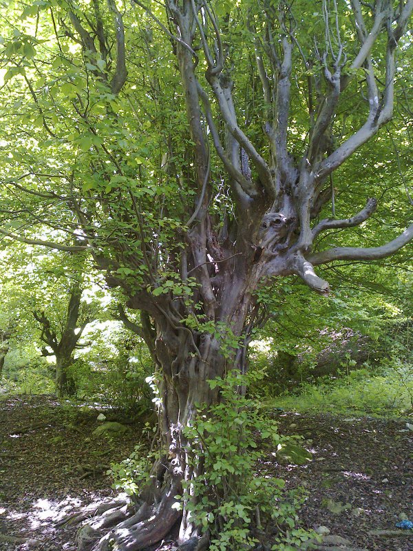 Parrotia subaequalis