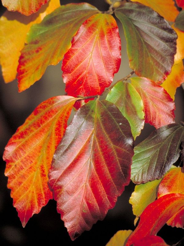 Парротия Персидская (Parrotia persica)