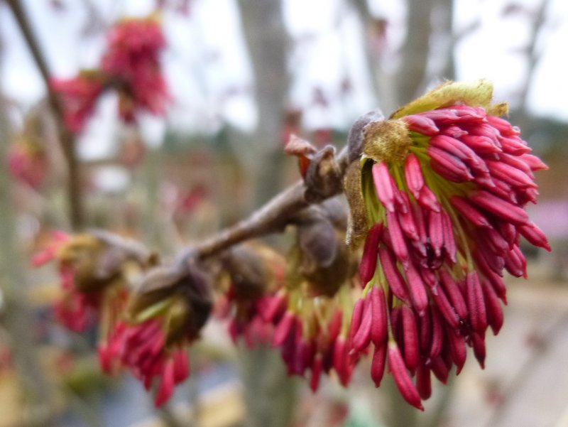Парротия Персидская (Parrotia persica)