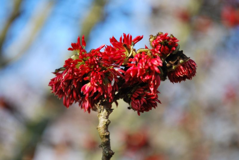 Парротия Персидская (Parrotia persica)