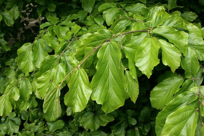Парротия Персидская (Parrotia persica)