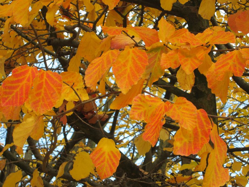 Parrotia persica купить