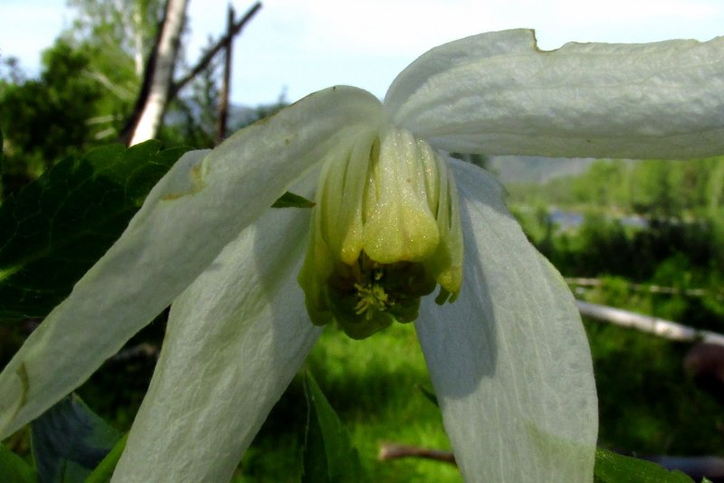 Пион officinalis Alba Plena