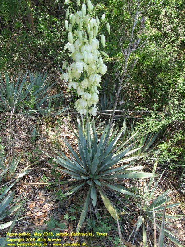 Yucca pallida