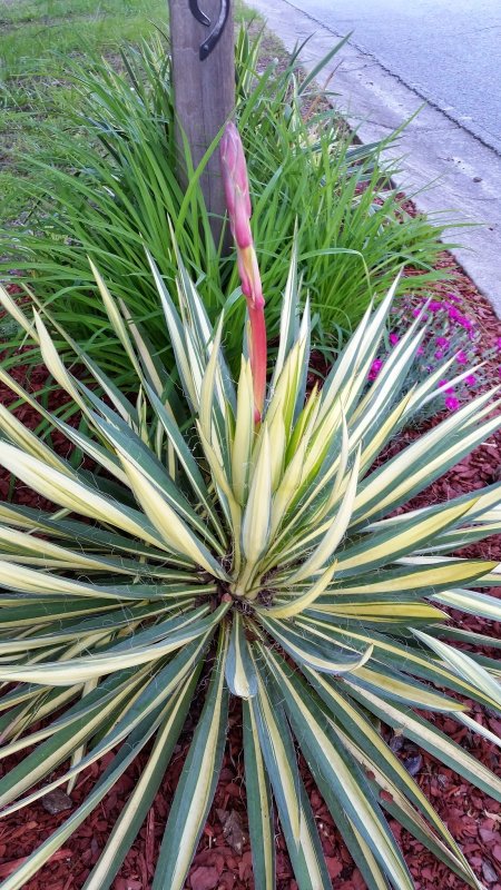 Юкка Yucca filamentosa