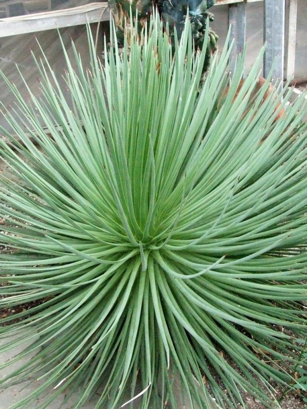 Агава американская striata