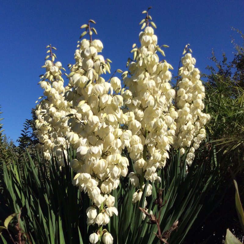 Yucca rostrata