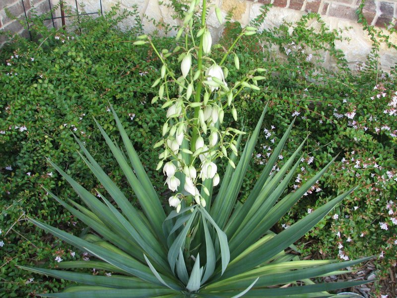 Юкка "variegata"