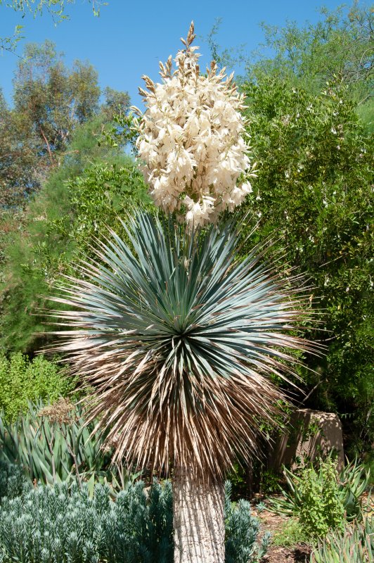Yucca elata