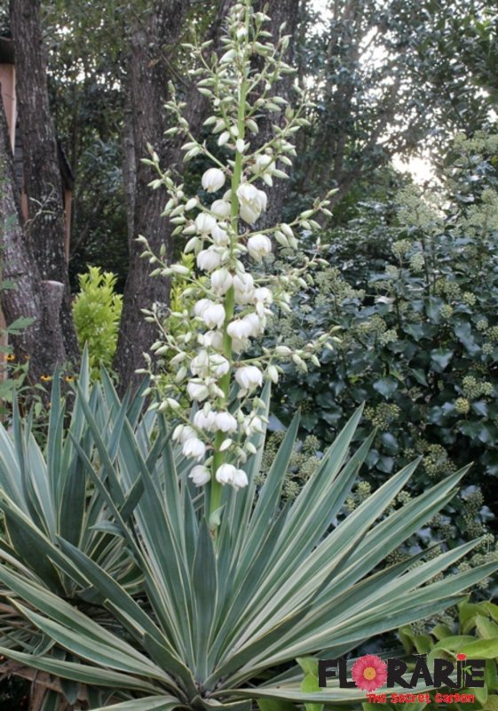 Юкка славная (Yucca Gloriosa)
