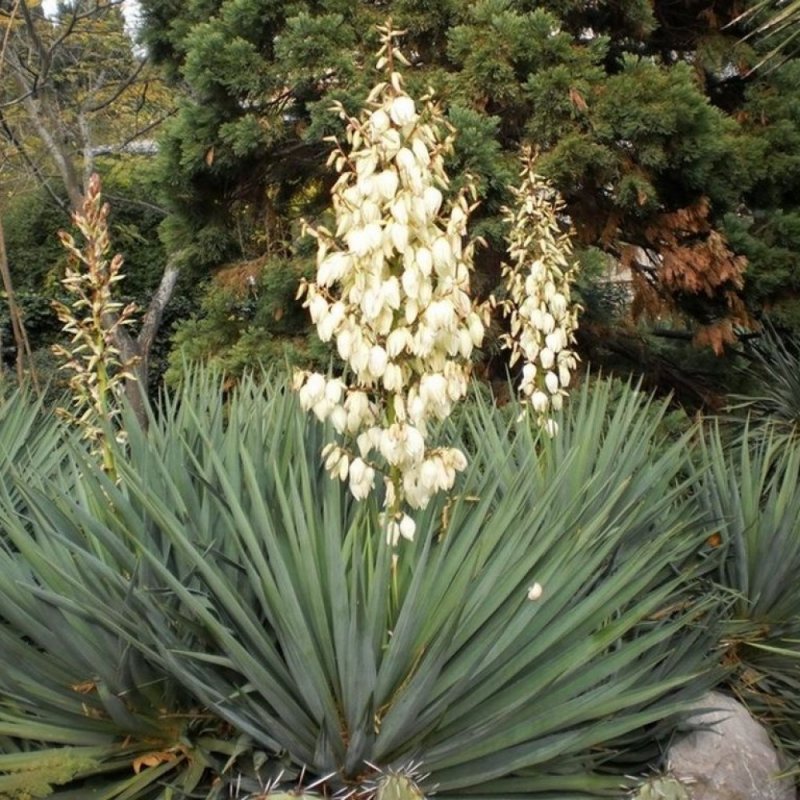 Юкка нитчатая / Yucca filamentosa, с4,
