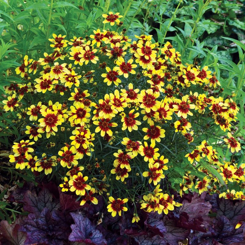 Кореопсис Coreopsis Bengal Tiger