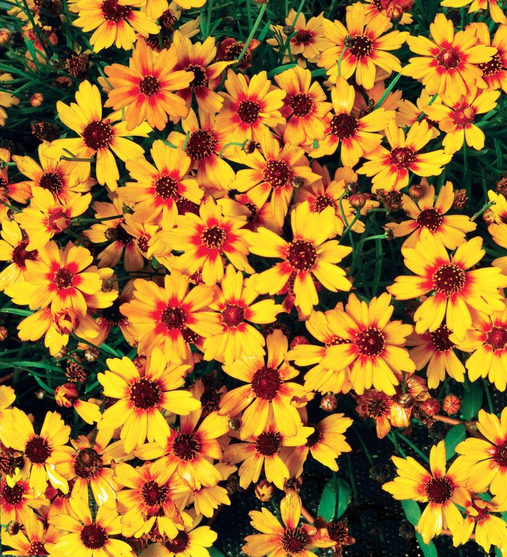 Кореопсис Coreopsis verticillata