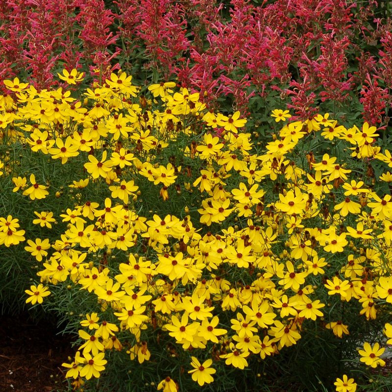 Кореопсис Coreopsis Imperial Sun