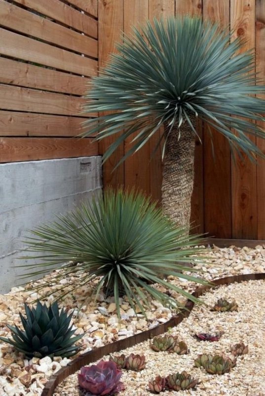 Суккулент Yucca