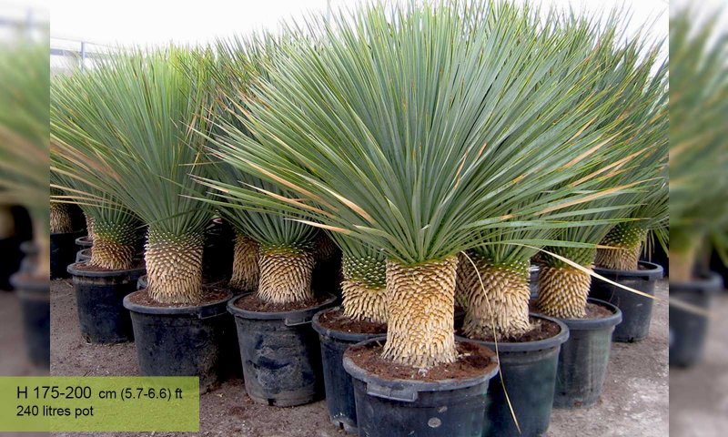 Юкка отвороченнолистная (Yucca recurvifolia)