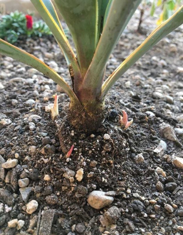 Yucca pallida