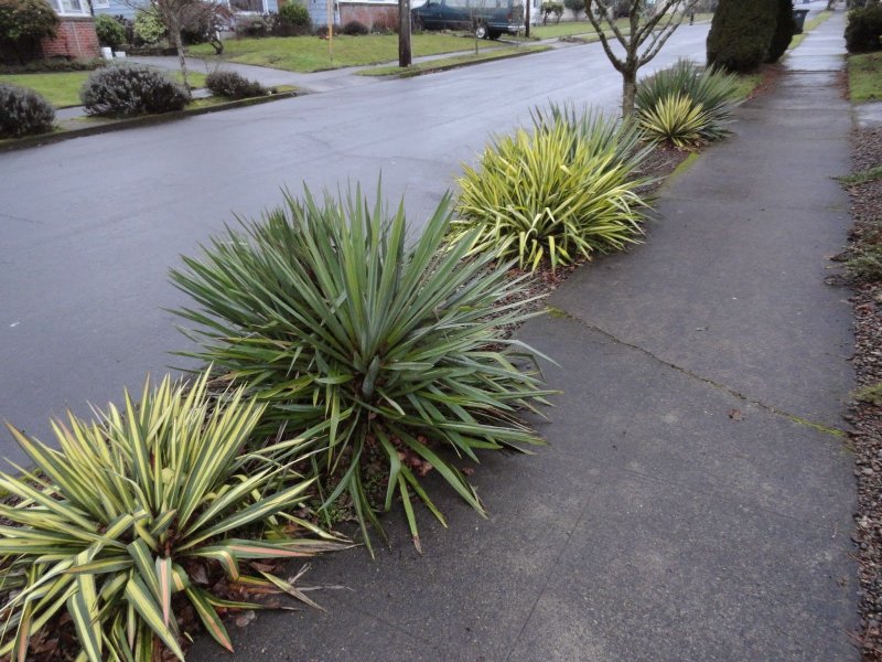 Юкка Yucca ELEPHANTIPES