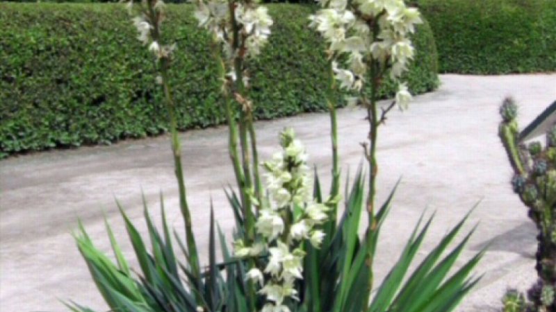 Юкка славная (Yucca Gloriosa)