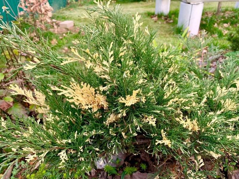 Можжевельник Andorra variegata