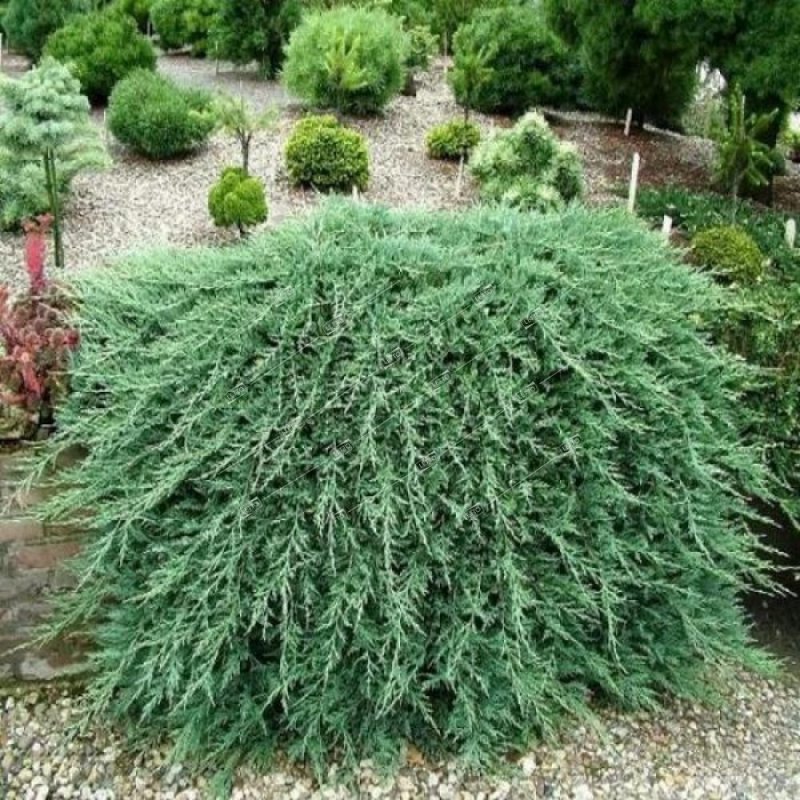 Juniperus horizontalis Wiltonii