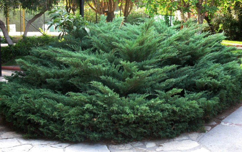 Можжевельник казацкий Juniperus Sabina “Tamariscifolia”