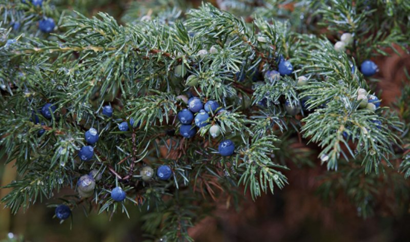 Можжевельник обыкновенный (Juniperus communis) сорта