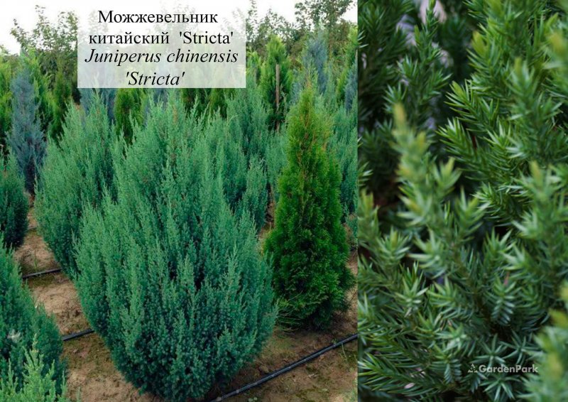 Можжевельник скальный Стрикта