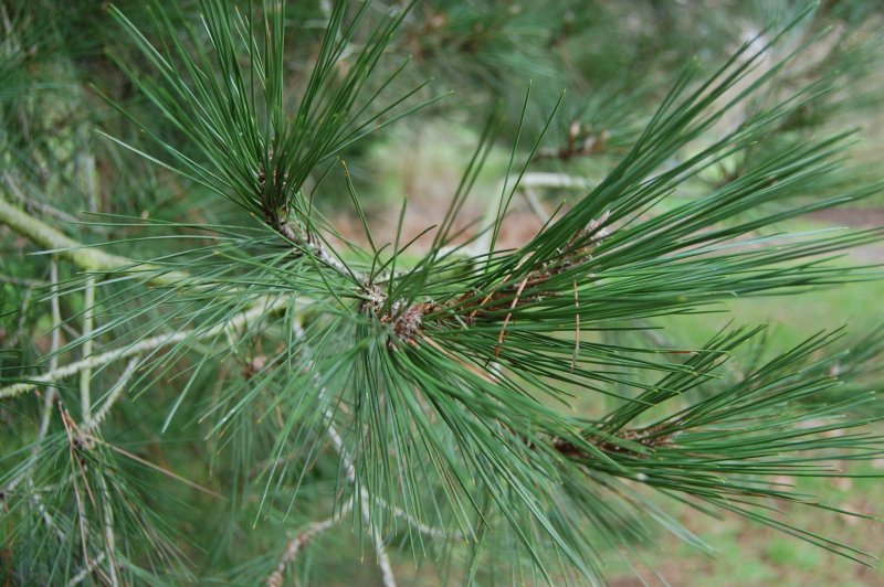 Сосна Судакская калабрийская или Брутская Pinus brutia ten.
