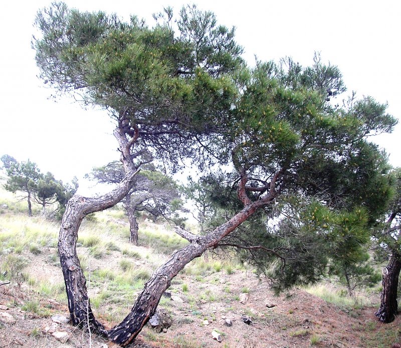 Сосна Судакская (калабрийская или Пицундская) – Pinus brutia