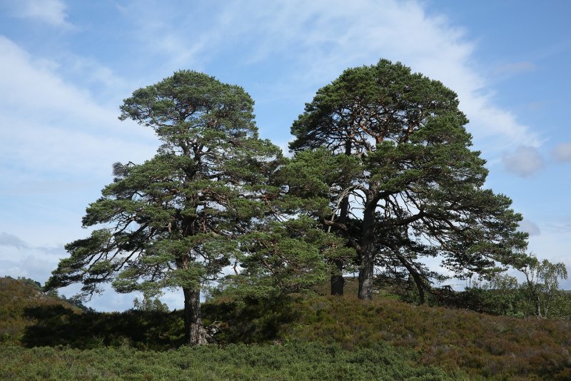 Pinus pinea l.