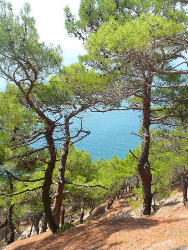 Pinus contorta Krnak