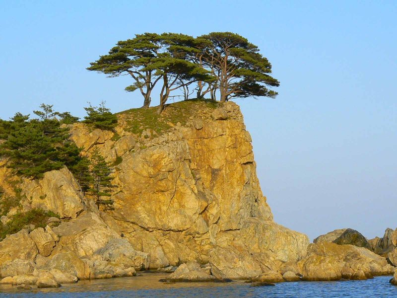 Pinus tabuliformis