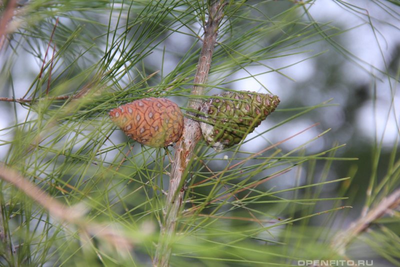 Сосна Кедровая европейская Pinus Cembra